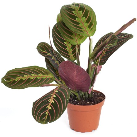 Prayer Plant-Maranta Leuconeura 